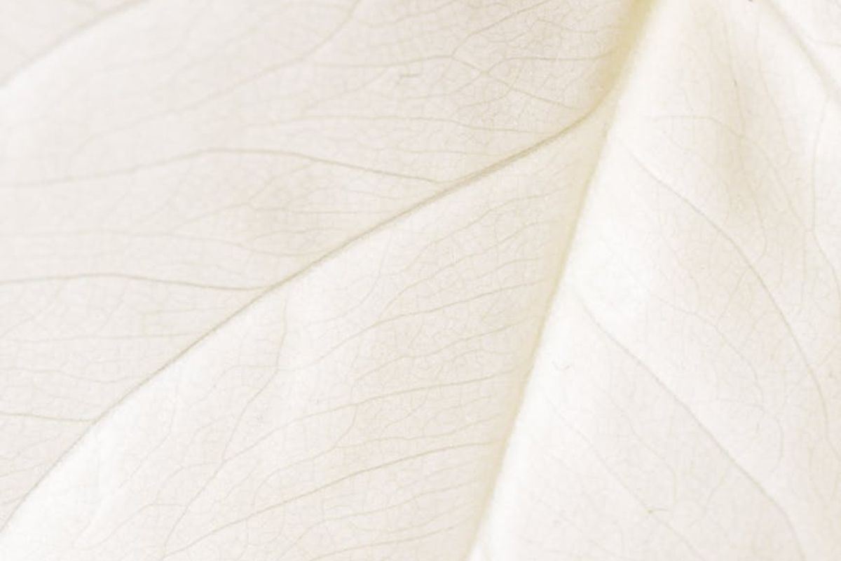 Serene background with a soft leaf pattern overlay.